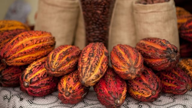 Ghana espera una cosecha récord de cacao después de un clima favorable
