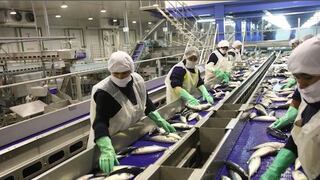 Empresa de harina de pescado TASA espera que captura de anchoveta se normalice en el 2016