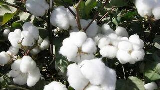 Luego de tres décadas, Perú sumará más áreas de cultivo de algodón aunque precios preocupan