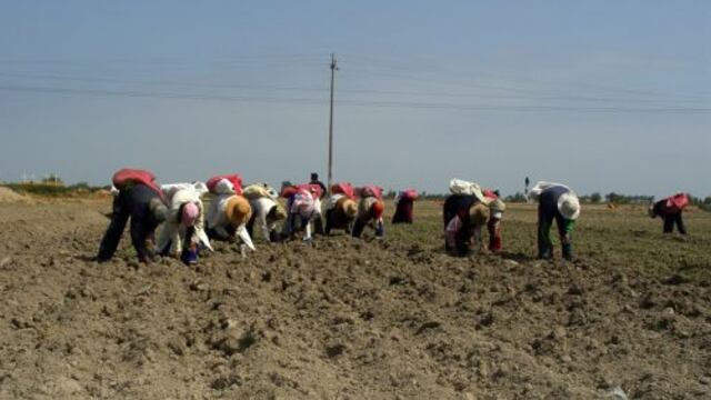 Minagri: Producción agropecuaria de Perú creció 3.1% en agosto