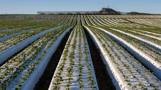 Instan a usar tecnología en agricultura para garantizar seguridad alimentaria