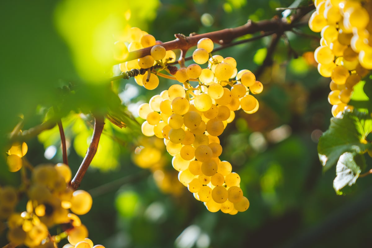 Divine Flavor iniciará cosecha comercial de uva orgánica en Nasca junto con Agrolatina