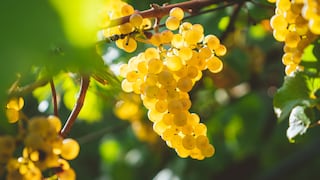 Divine Flavor iniciará cosecha comercial de uva orgánica en Nasca junto con Agrolatina