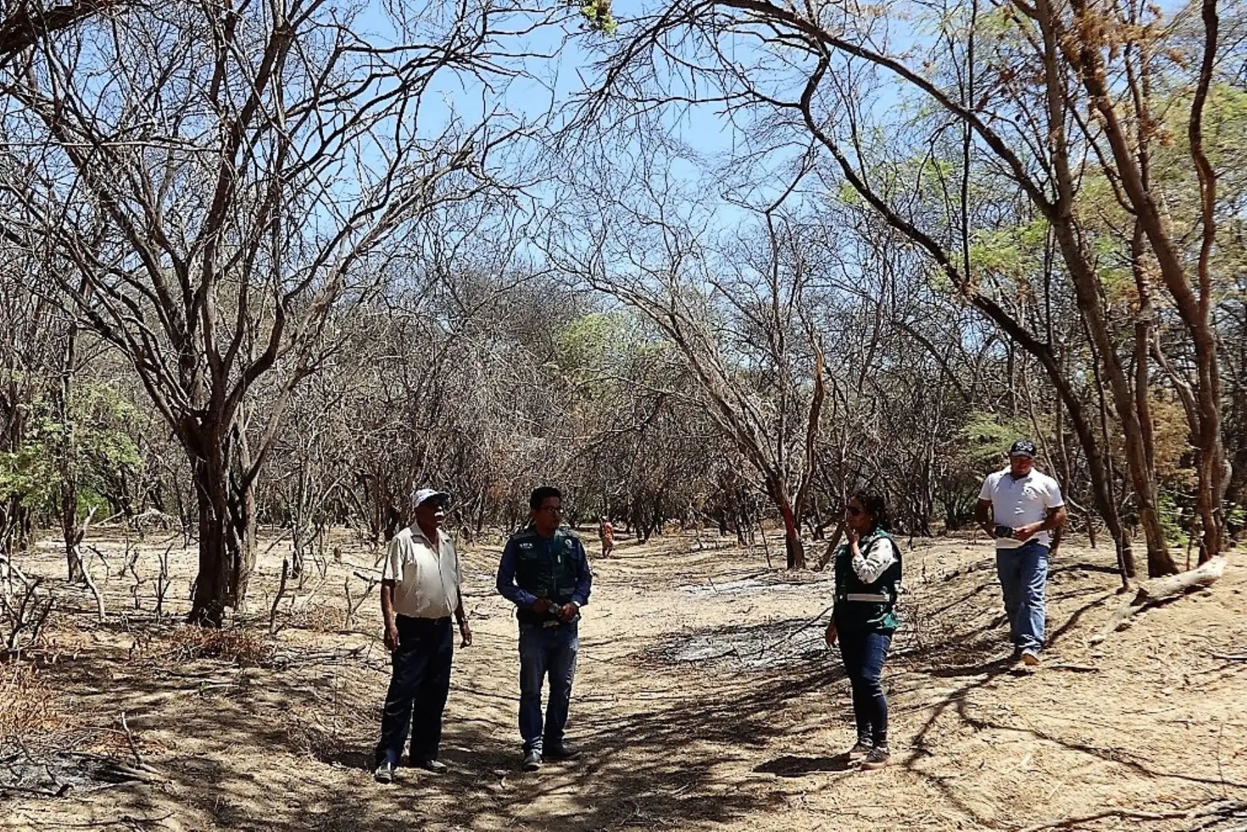 Una de las especies bajo la lupa es el algarrobo. (Foto: Andina)