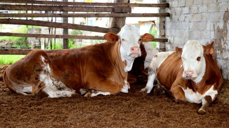 Gobierno peruano podría iniciar las exporaciones a fines del 2024. Foto: gob.pe