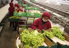 Arándanos, uvas y más: los cultivos que se perfilan como las frutas más exportadas