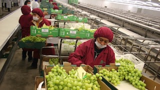 Arándanos, uvas y más: los cultivos que se perfilan como las frutas más exportadas