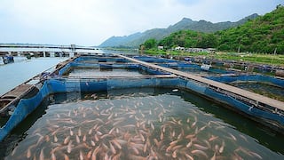 Grupo Dyer: La acuicultura está en riesgo y no sabemos si llegará a fin de año
