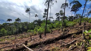 The Economist: ¿Puede frenarse la destrucción de la Amazonía? 