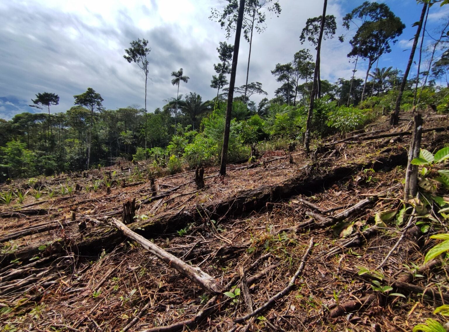 Serfor actualiza protocolo para la presentación y revisión de expedientes de zonificación forestal