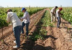 Más de 421 mil empleos asociados a agroexportación en espera de proyectos de irrigación