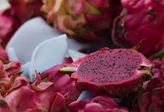 R Coorp recibe 1 millón de esquejes de pitahaya para proyecto Terra en Olmos