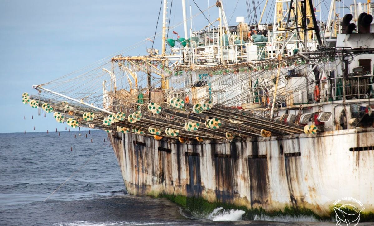 “Estas flotas extraen más de 500 mil toneladas métricas de pota al año, las procesan y transbordan en altamar sin pagar impuestos, sin generar empleo ni dejar divisas para el país", han advertido desde la CCL.