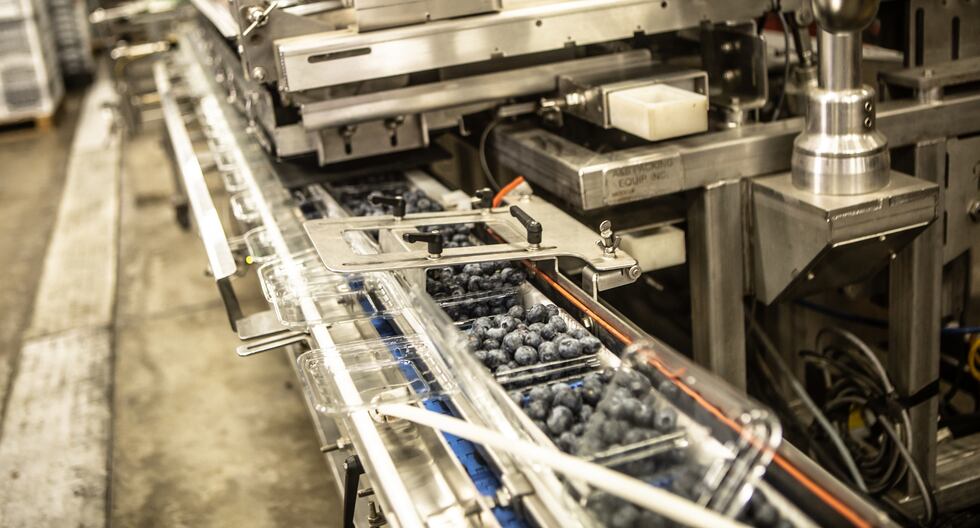 Inka’s Berries amplía producción con nueva variedad en Perú