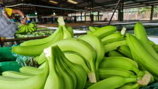 Ecuador enviará misión a Rusia para levantar suspensiones a exportadoras de plátano