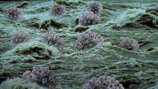 Europa advierte sobre aumento de casos de nueva cepa de COVID