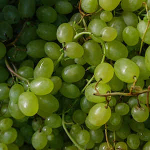 ¿Cuál es la historia que explica el posicionamiento de la uva en las mesas del mundo? (Foto: Pexels)