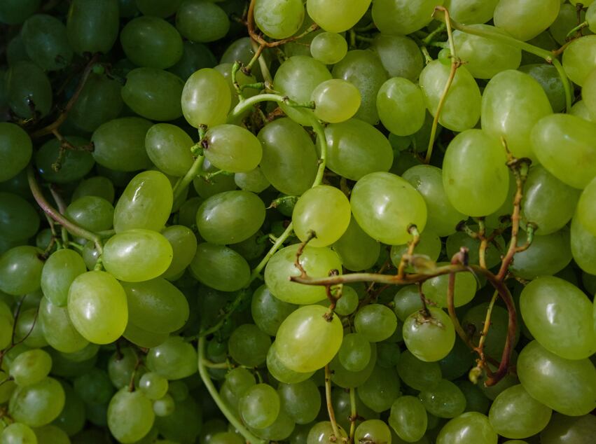¿Cuál es la historia que explica el posicionamiento de la uva en las mesas del mundo? (Foto: Pexels)