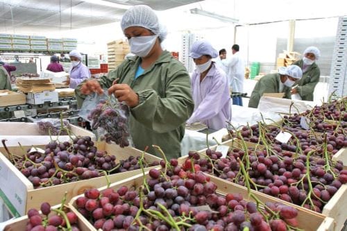 Exportaciones de frutas sumaron más de 2 mil millones de dólares entre enero y mayo. (Foto: GEC)