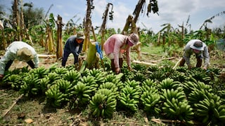Agricultores expuestos a posible propagación de plagas por El Niño asciende a casi 700,000