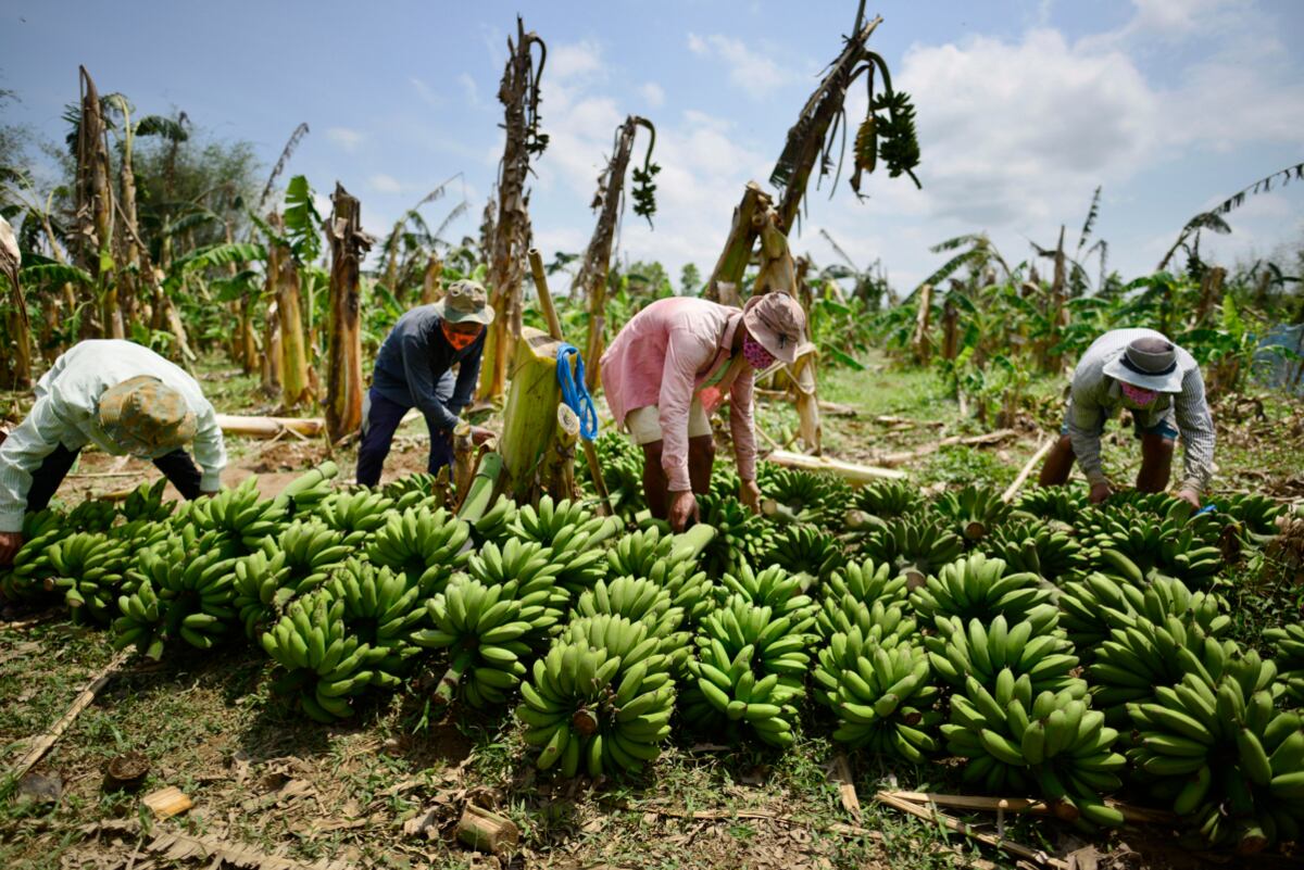 Perú tiene unas 10,500 hectáreas de banano orgánico cultivadas con fines de exportación. (Foto: EFE)