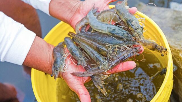 Temporada de pesca del camarón de río se extenderá: ¿en dónde y hasta cuándo?