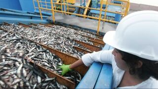 Límite máximo total de pesca de anchoveta en zona norte-centro será de 2.53 millones de toneladas