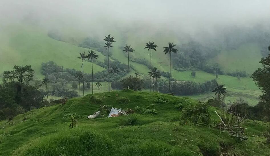 Fotografía sin fecha cedida por el ministerio de Ministerio de Ambiente y Desarrollo Sostenible de Colombia que muestra a un manatí. Foto: EFE