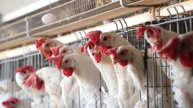 Avisur alerta escasez de huevo y pollos en mercados peruanos