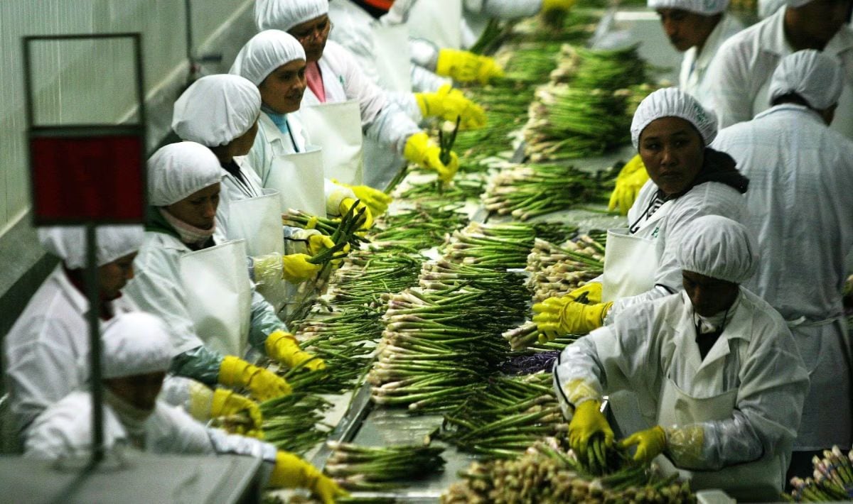 14 de mayo del 2021. Hace 5 años. Agroexportadores ya empezaron a migrar sus inversiones a Colombia.