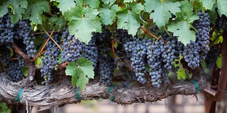 La historia del Cabernet Sauvignon es un fascinante relato. Durante siglos se especuló sobre su procedencia, asociándola incluso a antiguas vides romanas.
