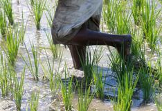 AGAP: conflictos en los poderes del Estado mantienen al país en profunda crisis