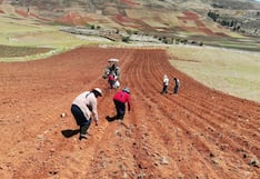 “Ladrón” de cosechas en Perú: 14.2 millones de hectáreas pueden perder salud por este factor