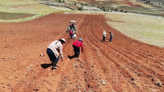 “Ladrón” de cosechas en Perú: 14.2 millones de hectáreas pueden perder salud por este factor