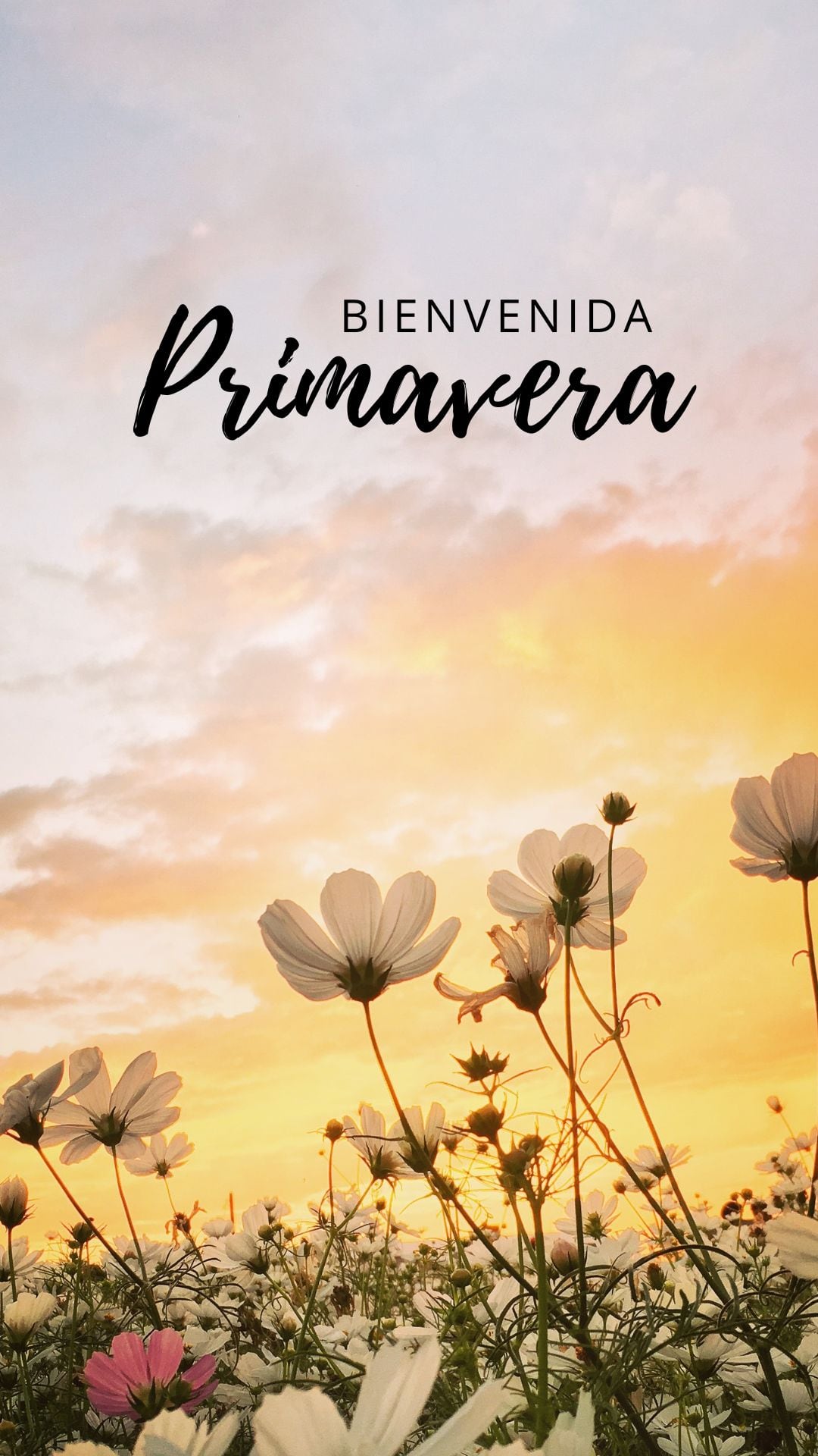 Este sábado 21 de marzo inicia la primavera en México y Estados Unidos, una fecha donde muchas personas regalarán flores amarillas a sus parejas (Foto: Canva.com)