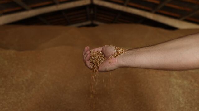 Un posible aumento en precios del trigo y maíz, ¿habría impacto en el Perú?