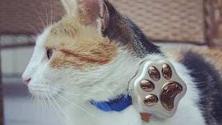 Mercado pet tech gana terreno: en qué dispositivos gastan los peruanos para sus mascotas