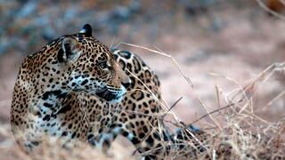 Serfor tendrá listo en el 2021 el Plan Nacional de Conservación del Jaguar
