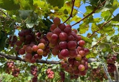 Agrifruits, de capitales peruanos en EE.UU., evita Walmart y Costco por esta estrategia