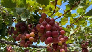 Agrifruits, de capitales peruanos en EE.UU., evita Walmart y Costco por esta estrategia