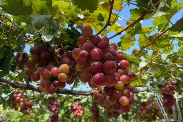 Ica, en el sur, es la mayor región productora de uva de Perú. (Foto: Agrifruits Holdings)