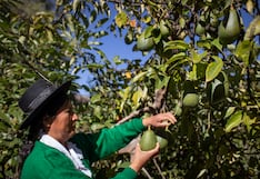 Del maíz y manzana a la palta: la revolución agrícola que nace en el centro del Perú