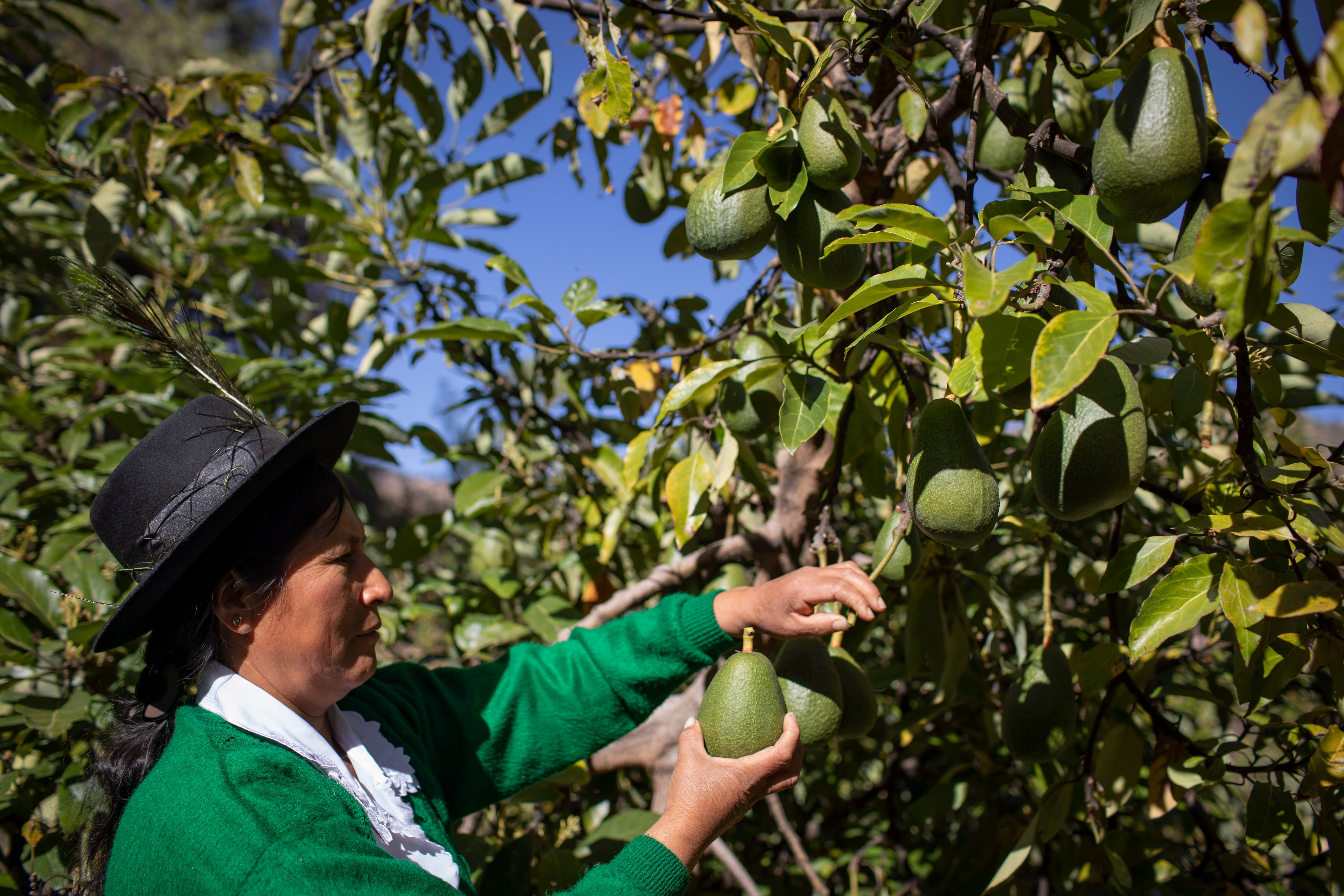 BeFair Bio Perú proyecta ingresar a la producción de palta. (Foto: GEC).