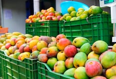 Pachamama Farms estima exportar 500 contenedores de mango este año