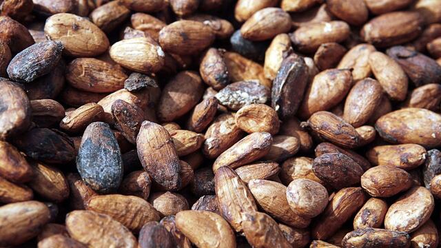 Comercio justo del cacao no basta para frenar la deforestación
