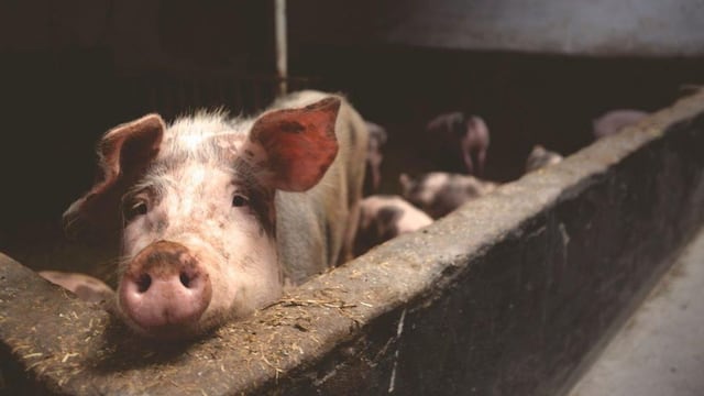 'Ébola' porcino afecta toda la cadena alimentaria mundial