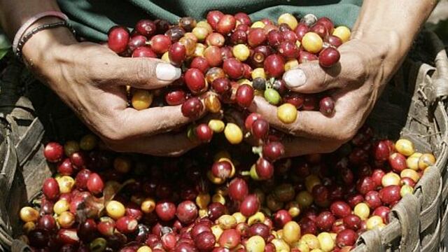 Producción de café crecería 15% en Perú el 2014, según el Minagri