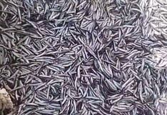 Pesca de anchoveta avanza en la zona norte-centro, pero se frena en el sur