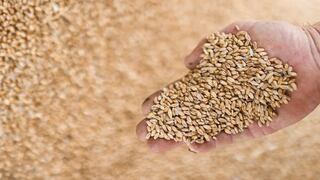 Cosecha de trigo de Europa será menor después de un clima caluroso