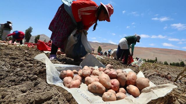 “La cosecha está asegurada”, dice ministra de Agricultura pese a menor siembra